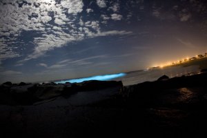 est-vrai-existe-des-plages-bioluminescentes_width1024.jpg