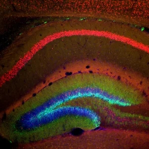 comment-les-neurones-font-ils-fonctionner-notre-cerveau_width1024.jpg