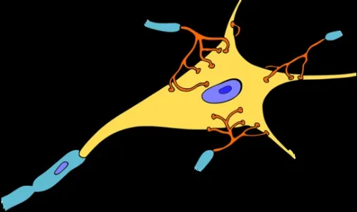 neurones-orange_width545.png