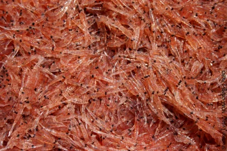 peut-manger-krill-comme-les-baleines_width1024.jpg