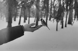 bird-at-fingertips-n-snow.jpg