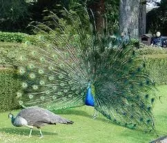 Chouf l'rich tbarek lah.jpg