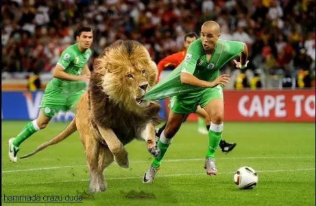 lion.jpg