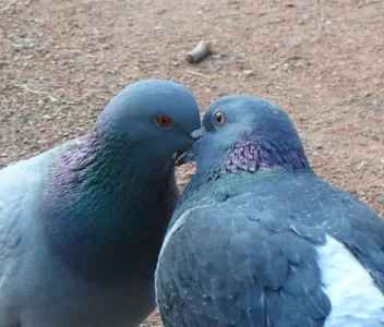 Pigeon-biset.jpg