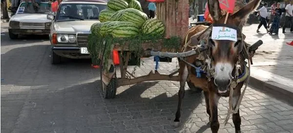 hmar.JPG