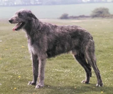 irish-wolfhound-jpg.jpg