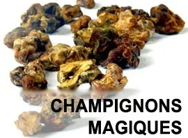 champignons_magiques.jpg