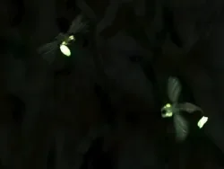 Luciole.jpg
