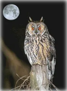 Hibou.jpg