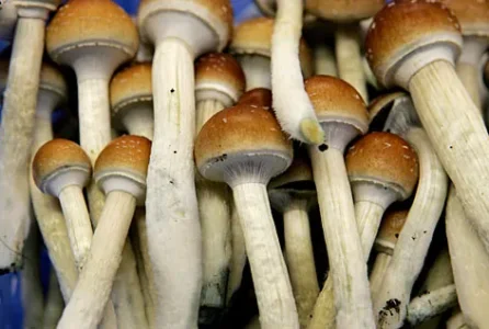 Magic-mushrooms.jpg