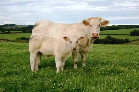 Vache_de_race_charolaise_avec_son_veau.jpg