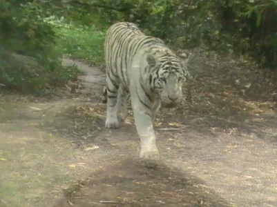 Zoo La Boissière Du Doré 31juillet 2011 192.jpg