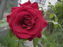 220px-Rose_Bimbo.jpg