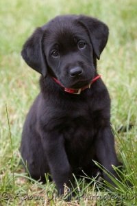 black-labrador-puppy.jpg