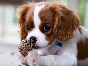 chiot Cavalier King Charles.jpg