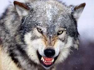 640_loups_rediff_gettyimages-681933961.jpg