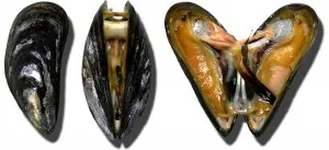 1200px-Moules_Miesmuscheln_mussel.jpg