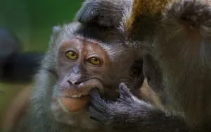 macaque-crabier.jpg