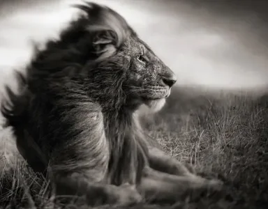 35235-1404343125-2-Lion-Before-Storm-II-Sitting-Profile 50%.jpg