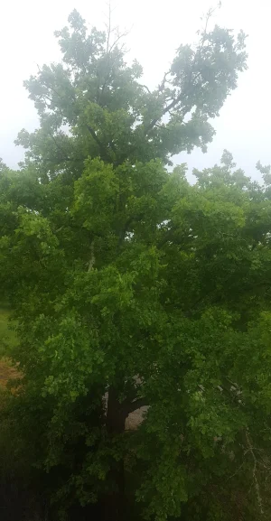 20180503_124955.jpg
