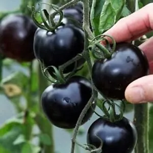 tomate n.jpg