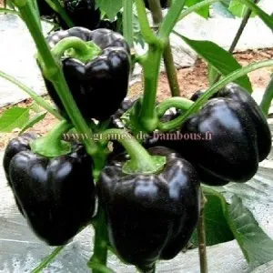 graines-de-poivron-noir.jpg