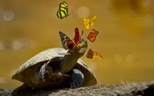 tortue-et-papillons.jpg