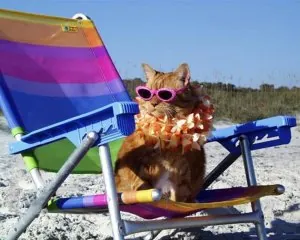 chat-lunettes-soleil.jpg