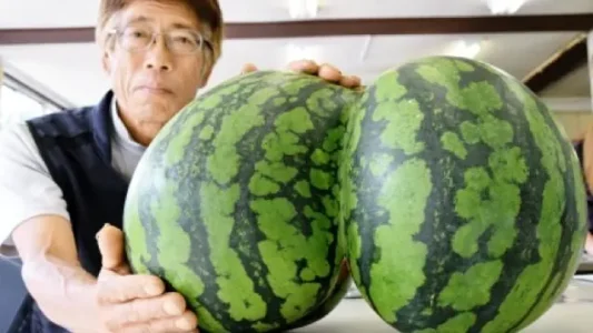 nffijj0lzocmdq4o2jgi.jpg