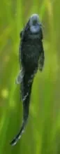 pleco.jpg