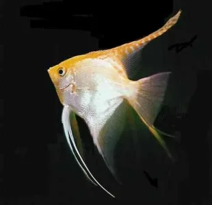 Angelfish_Gold_Black%20Background_001.jpg