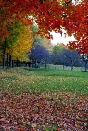 mt-royal.jpg