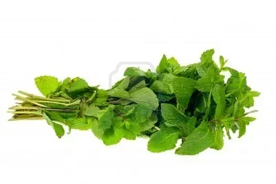 1954680-bouquet-de-menthe-fra-che-isol-sur-un-fond-blanc.jpg