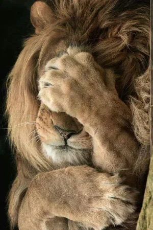 lion.jpeg