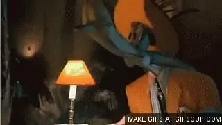 giphy.gif