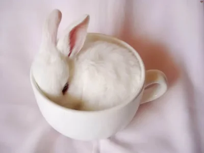 ten-ridiculously-adorable-animals-in-cups-3.jpg