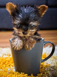 ten-ridiculously-adorable-animals-in-cups-9.jpg