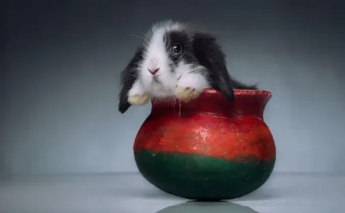 ten-ridiculously-adorable-animals-in-cups-10.jpg