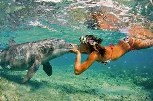 dolphin.jpg