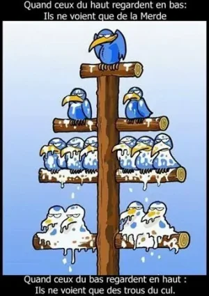hierarchie.oiseaux.jpg