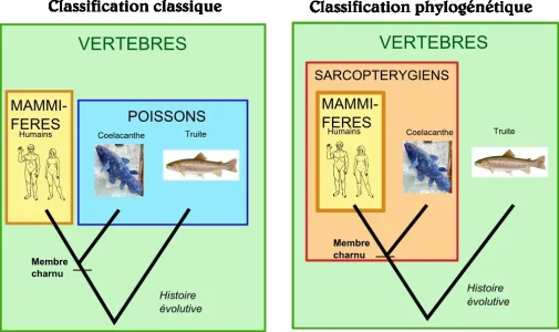 classique-vs-phylogenetique.png