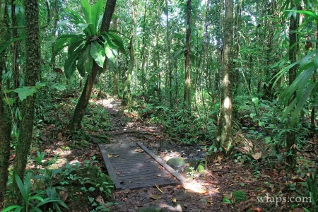 3-randonnee-maison-de-la-foret-guadeloupe.jpg