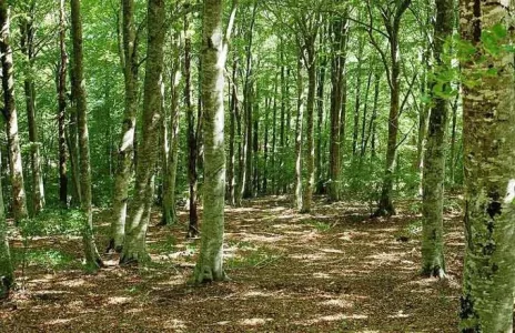 Foret-Occitanie-ONF.jpg