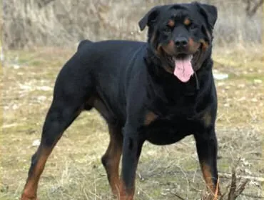 attaquechien2.jpg