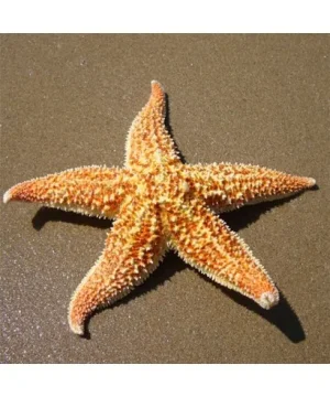 etoile-de-mer.jpg