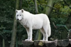 zoo-111178_960_720.jpg