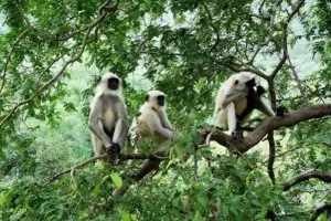singes.jpg