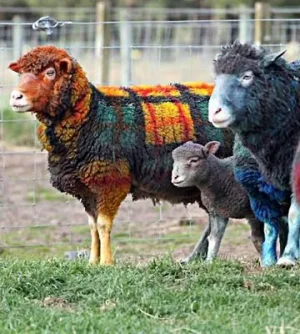 sheep1-1.jpg