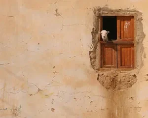 eid.sheep.hiding.jpg