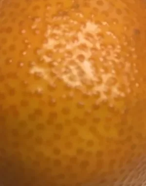 8A6A05E9-36A3-4775-90D4-12EE6C046C95.jpeg